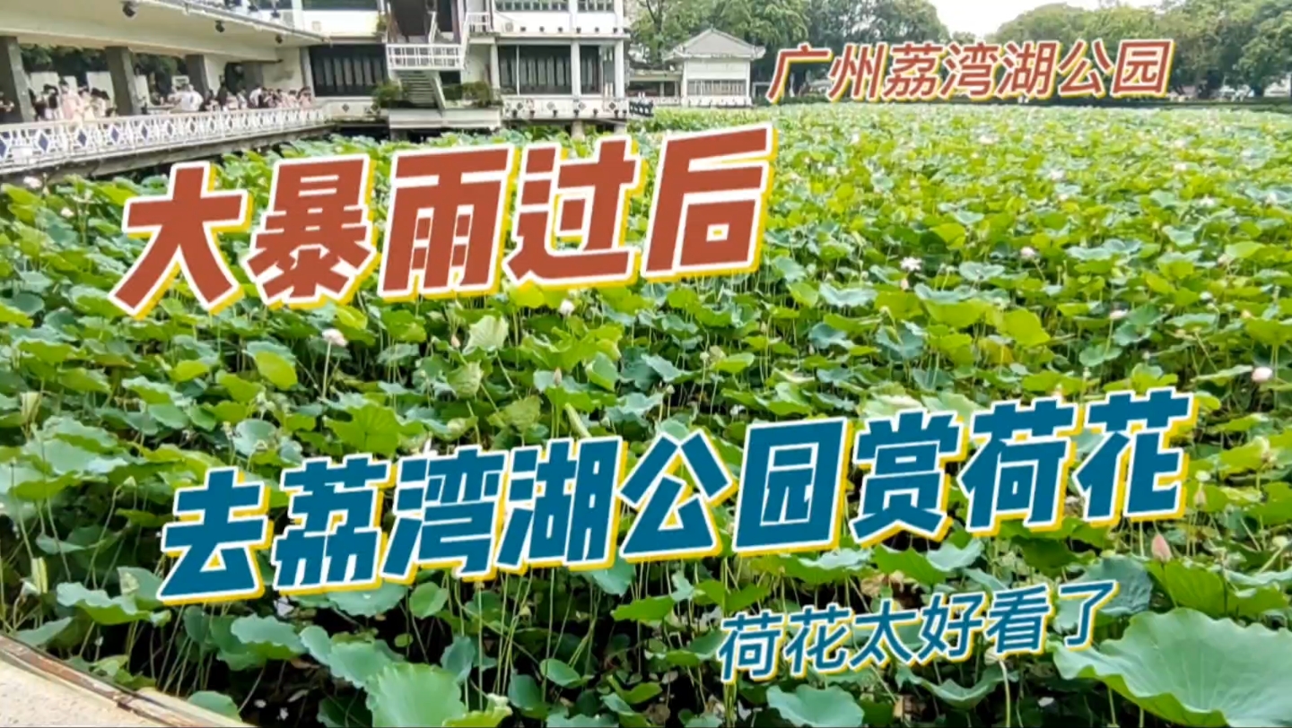 大暴雨过后,去广州荔湾湖公园赏荷花哔哩哔哩bilibili