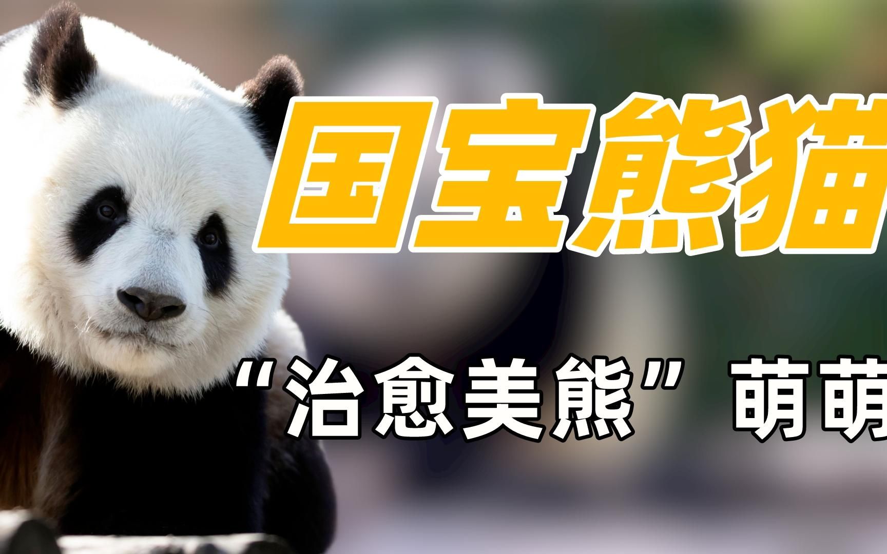 大熊猫萌萌有多治愈?趴在窗口观察人类,萌兰的社牛都是遗传妈妈