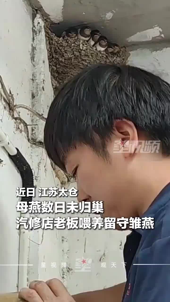 燕子妈妈出去觅食一直没回家，热心店家当起“临时妈妈”悉心喂养