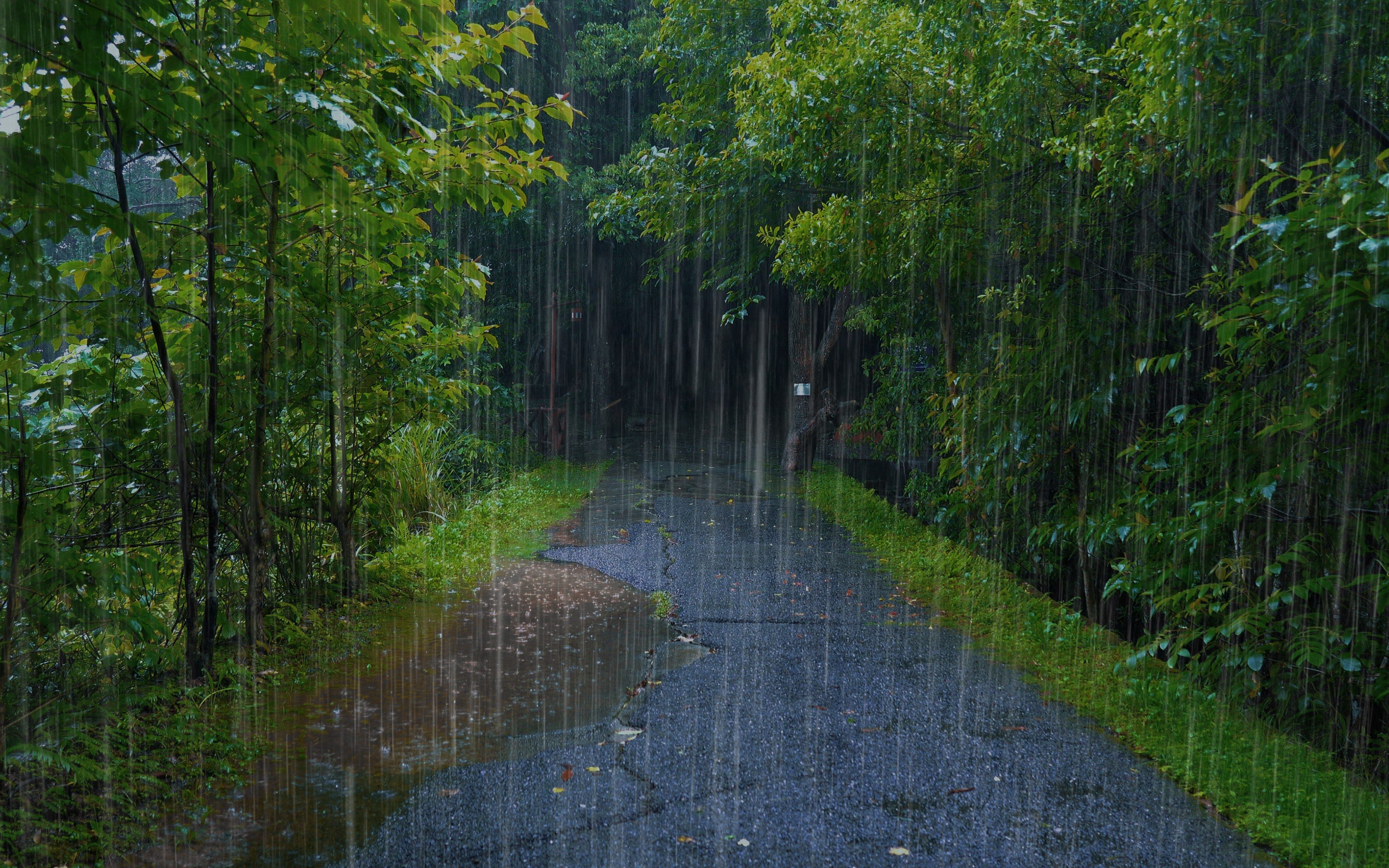最真实迷人的森林纯雨声!