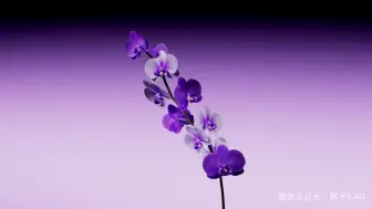 Download Video: 【动态视觉鉴赏】鸢尾花植物生长动画，C4D植物生长动画