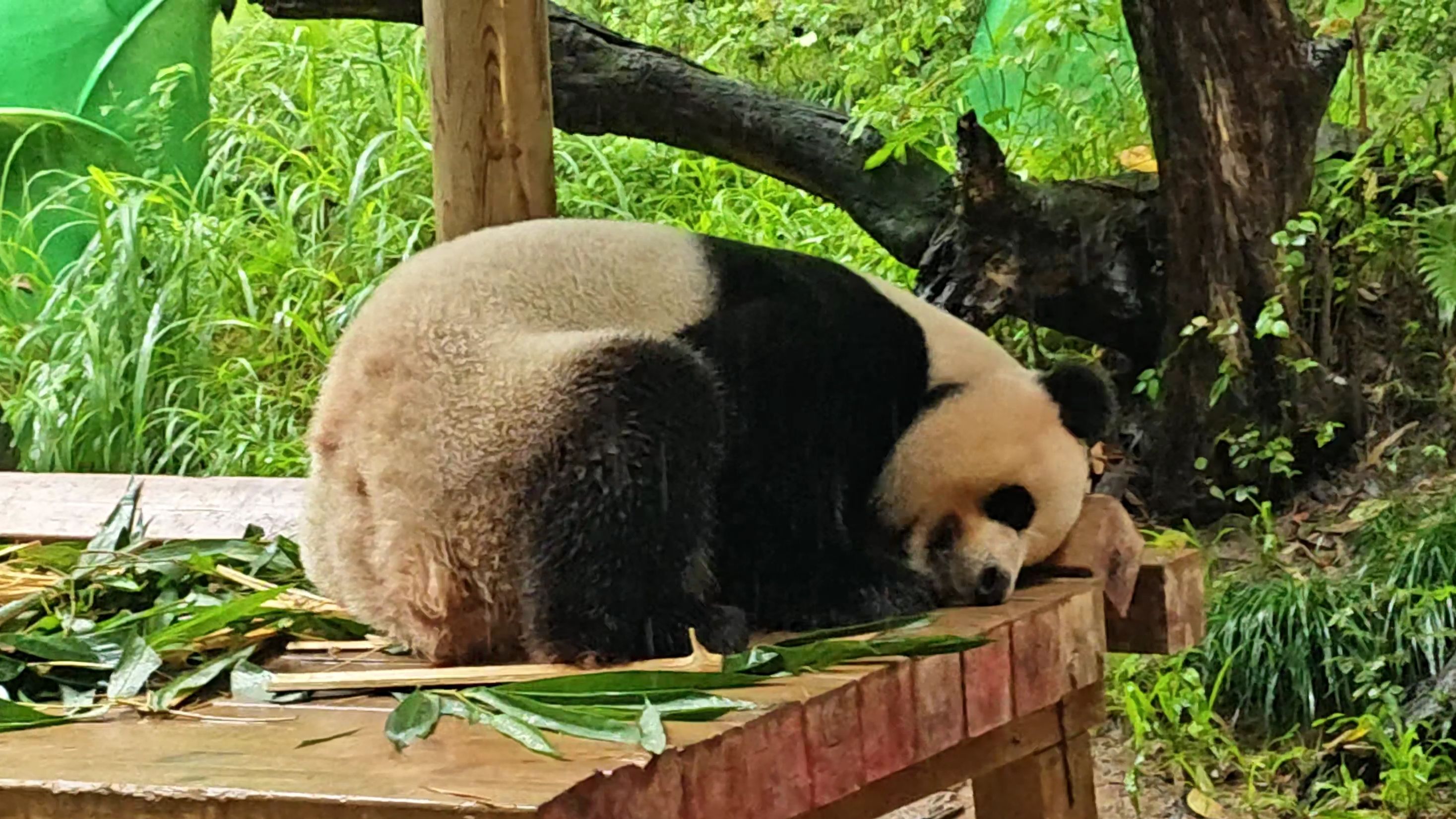 下雨天睡觉的大熊猫