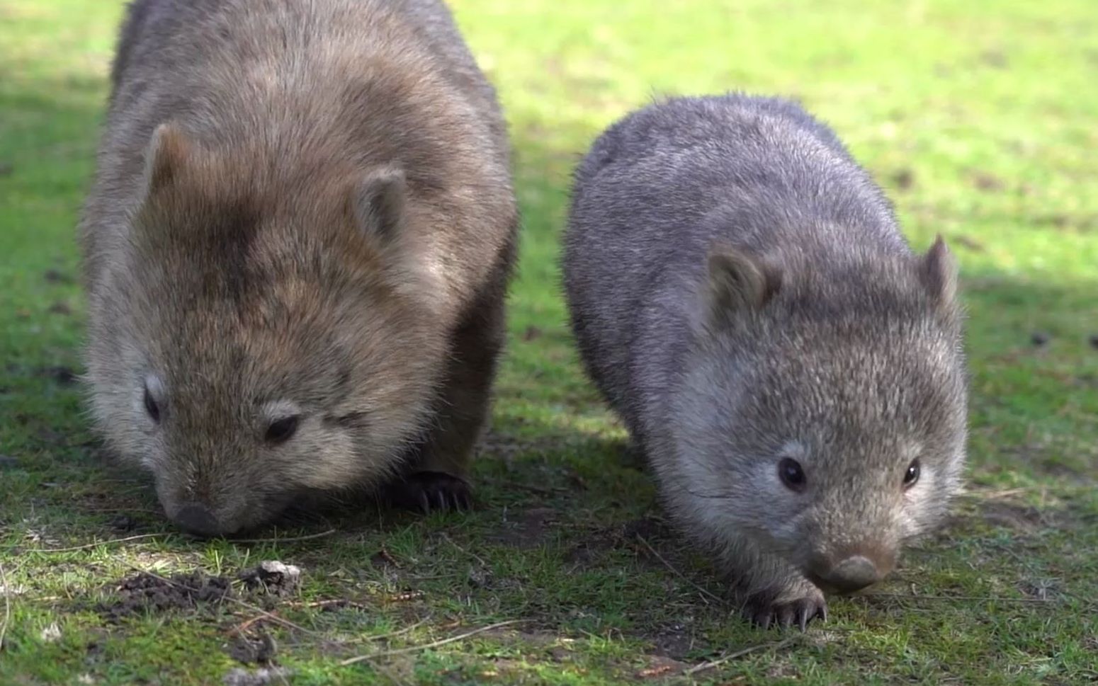和袋熊宝宝一起,过一个慵懒的下午