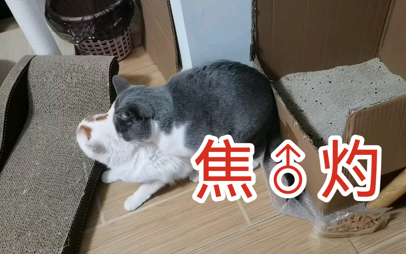 气氛逐渐焦♂灼了起来