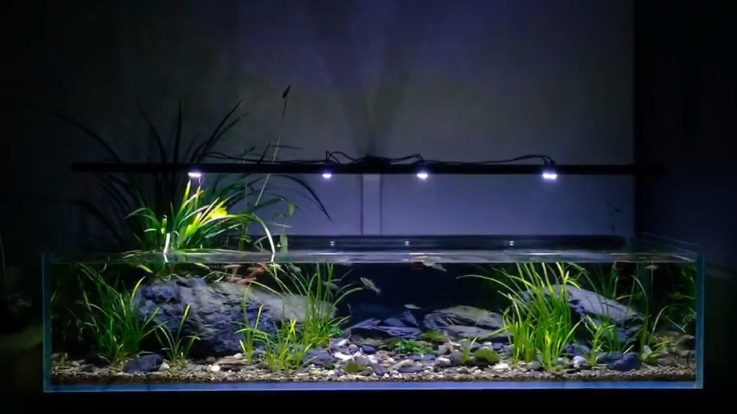 溪流原生缸永远不腻