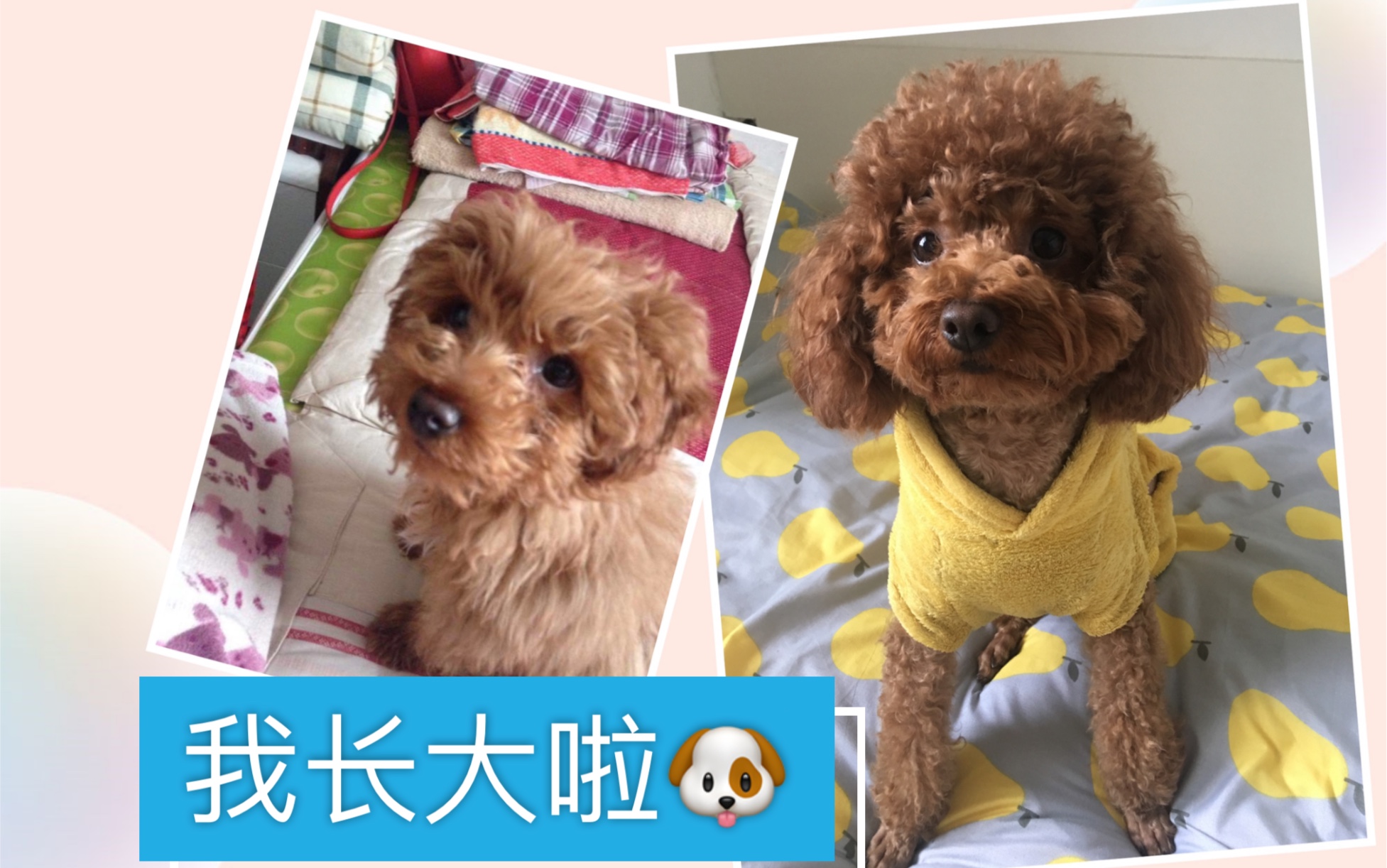 【泰迪犬】陪伴的有趣生活狗子四岁了,很乖很听话很可爱哔哩哔哩bilibili