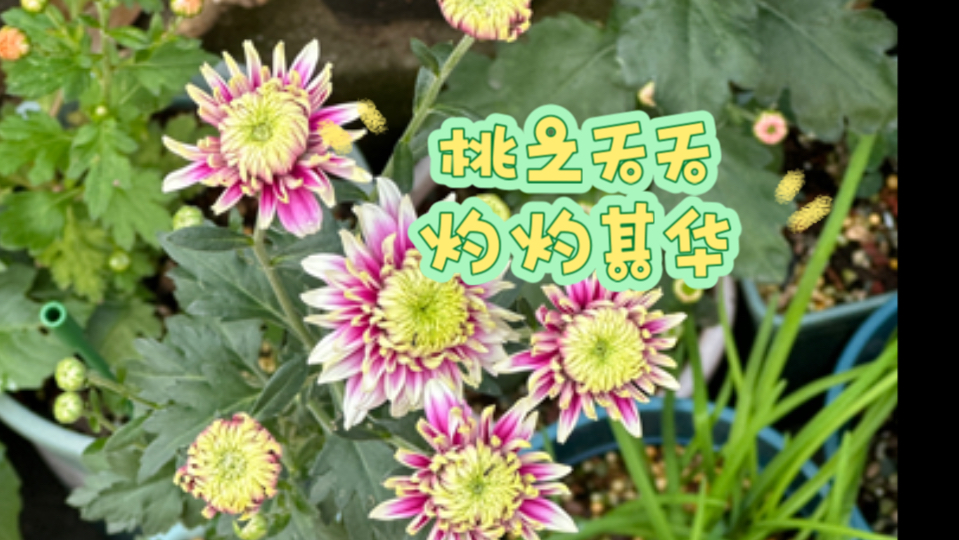 菊,花之隐逸者也.哔哩哔哩bilibili