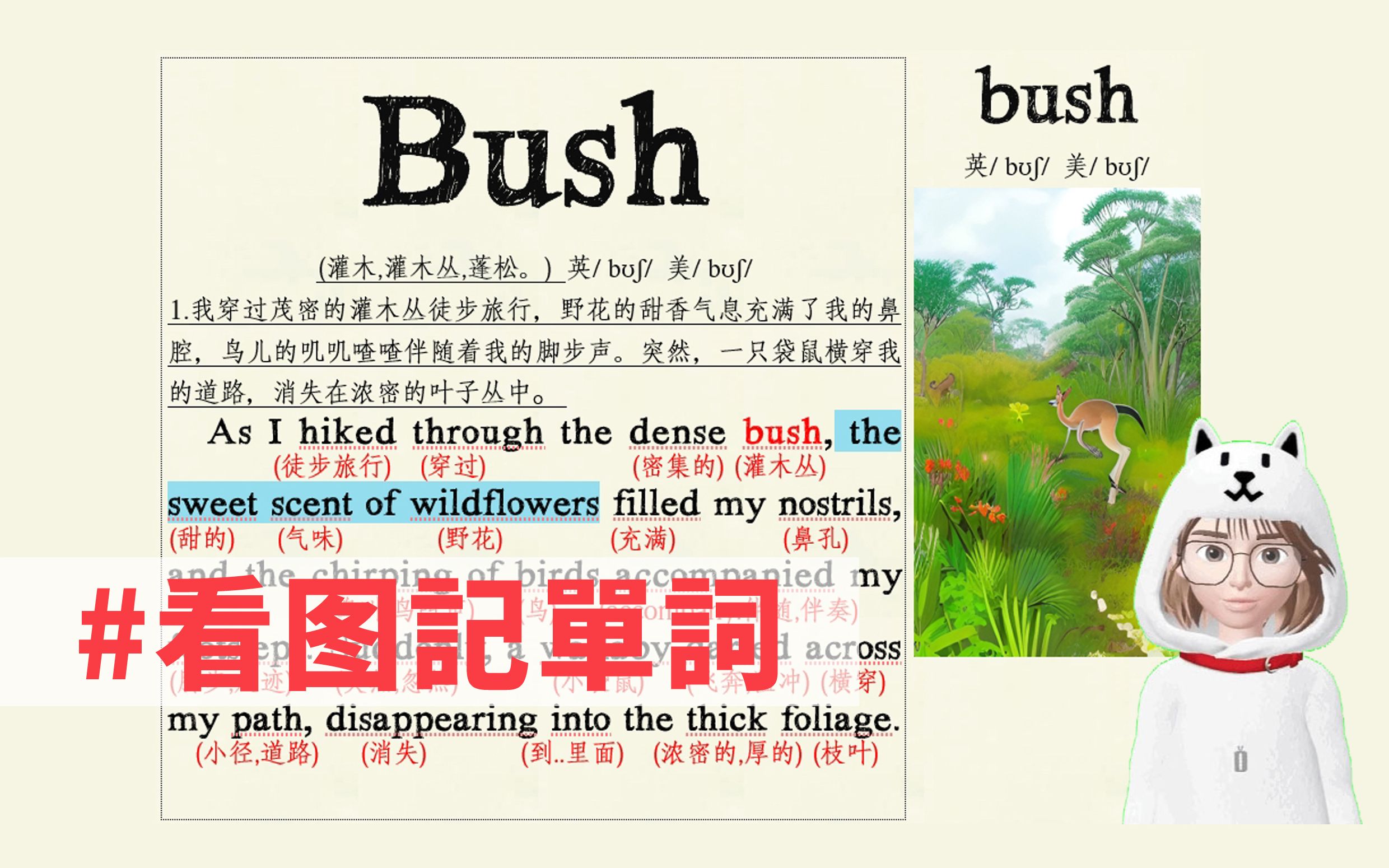 bush 怎么读 bush 翻译 (看图记单词/口语跟读/一起学英语)