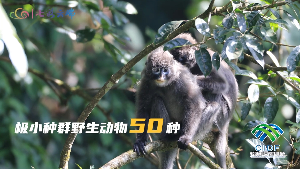 云南,被誉为"动植物王国".