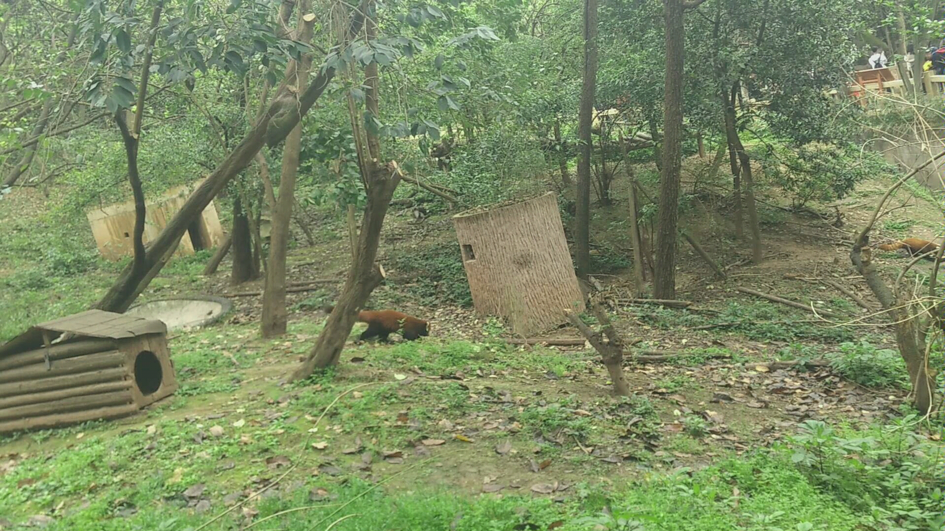 [图]【成都游玩-熊猫】成都熊猫基地里的大熊猫和小熊猫