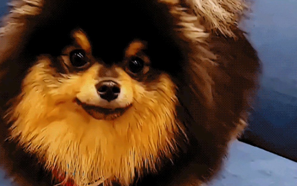 【碳尼特辑】看到碳尼心情就会变好呢(感谢金来穹先生友情出镜)