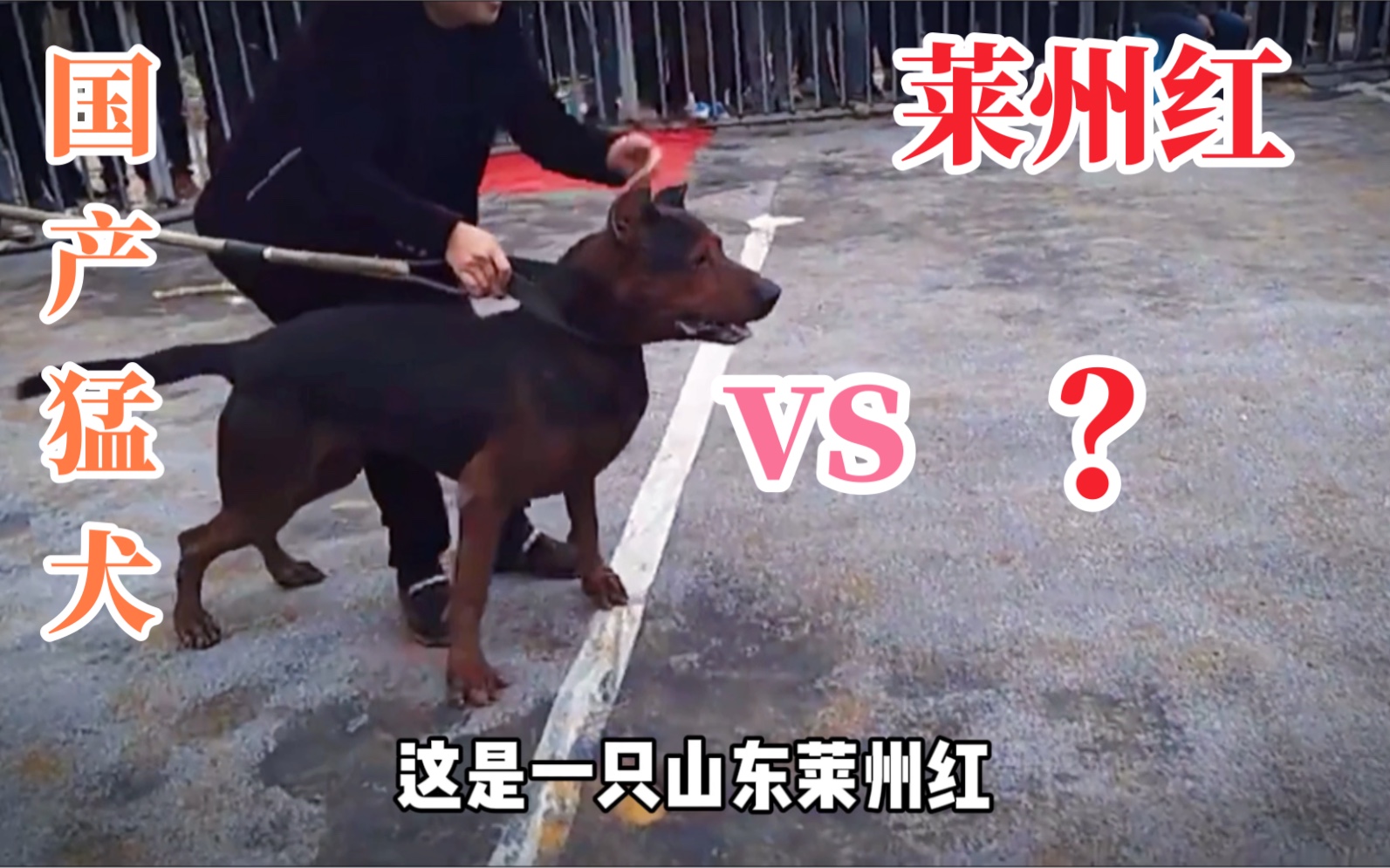 国产猛犬之光!莱州红,凶猛脾气大,主人好帮手!哔哩哔哩bilibili