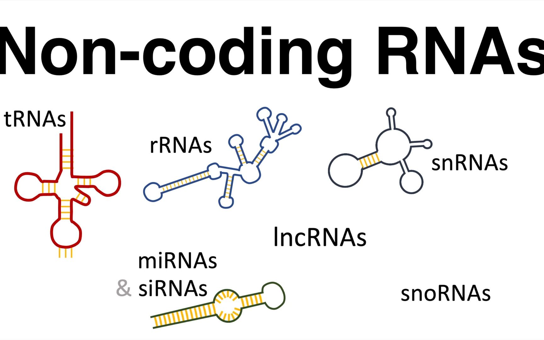 非编码RNA|ncRNAs  all types of noncoding RNA哔哩哔哩bilibili