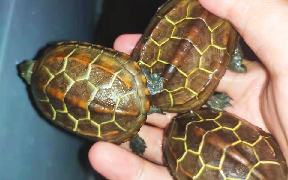 这样的苏北金线草龟你喜欢吗