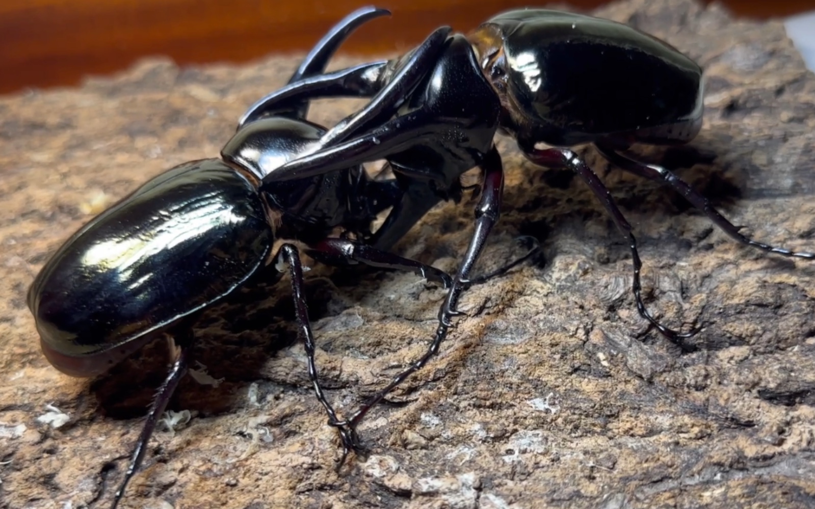 大型中角南洋内战,102南洋大兜ccj恶战103南洋大兜cck