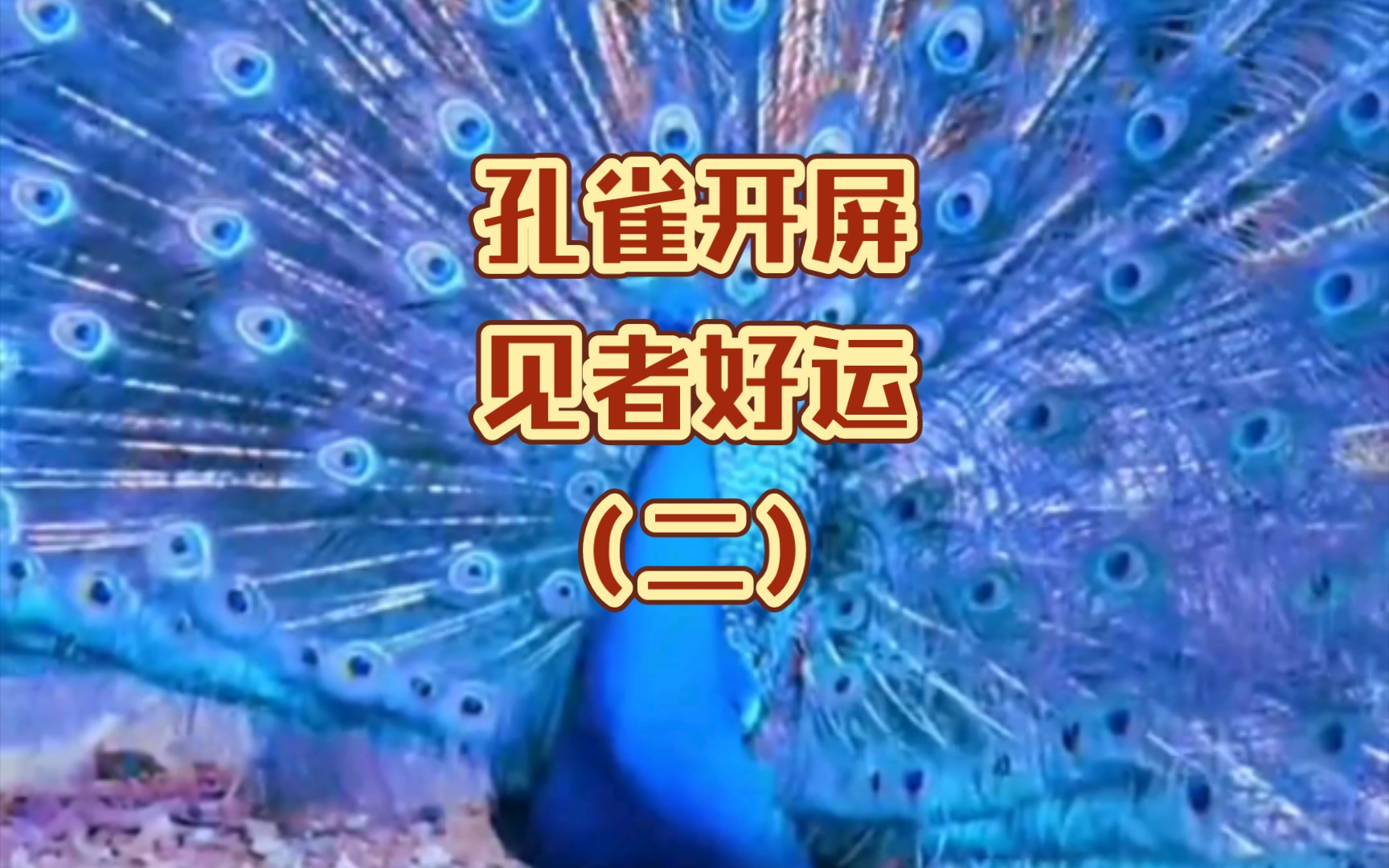 孔雀开屏开屏,见者好运.(二)