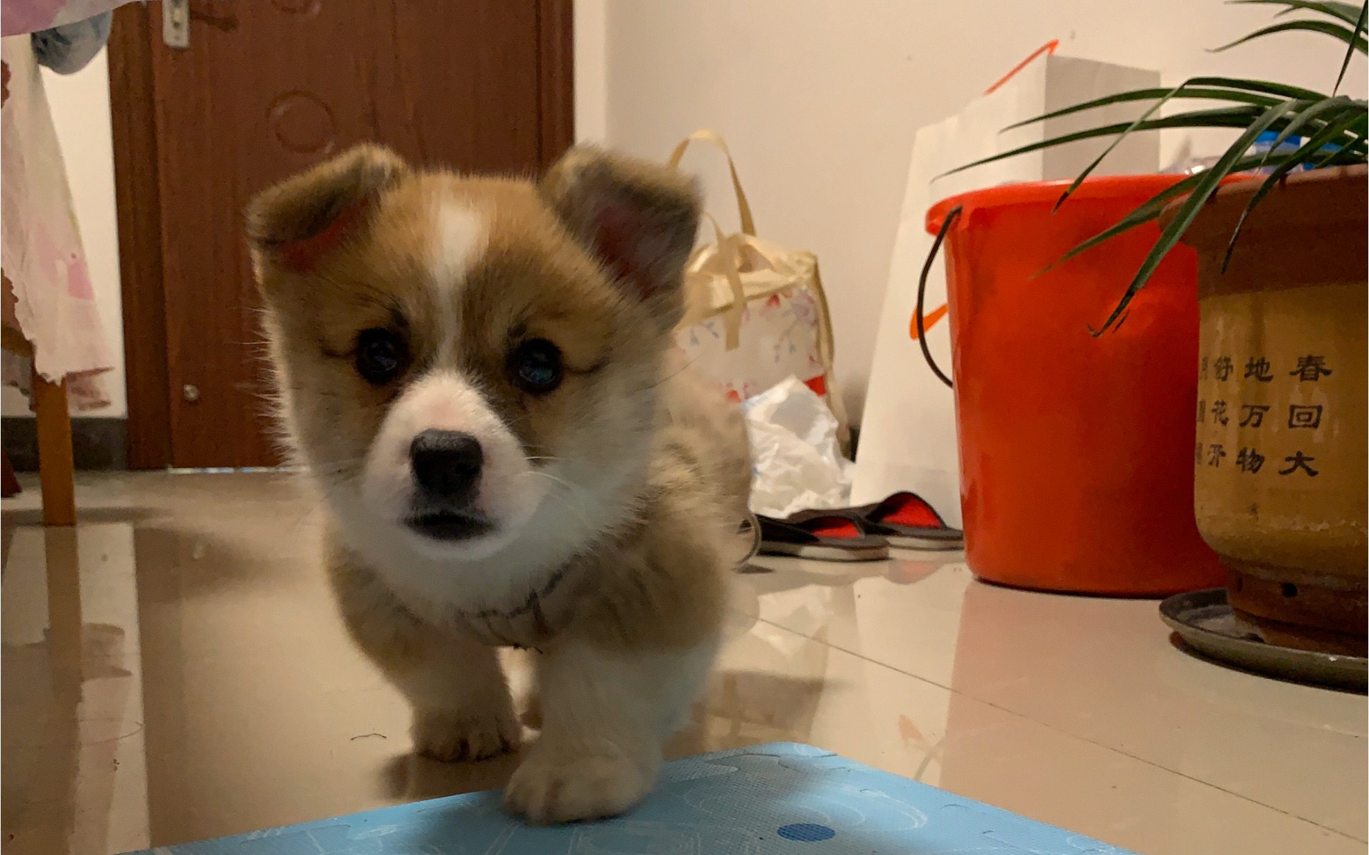 【柯基】啤酒到我家一个月可爱集锦_哔哩哔哩 (゜-゜)つロ 干杯~-bili