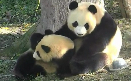 [图]【170907】【雅莉带雅猪雅韵】一大早接受麻麻爱的教育的猪和韵