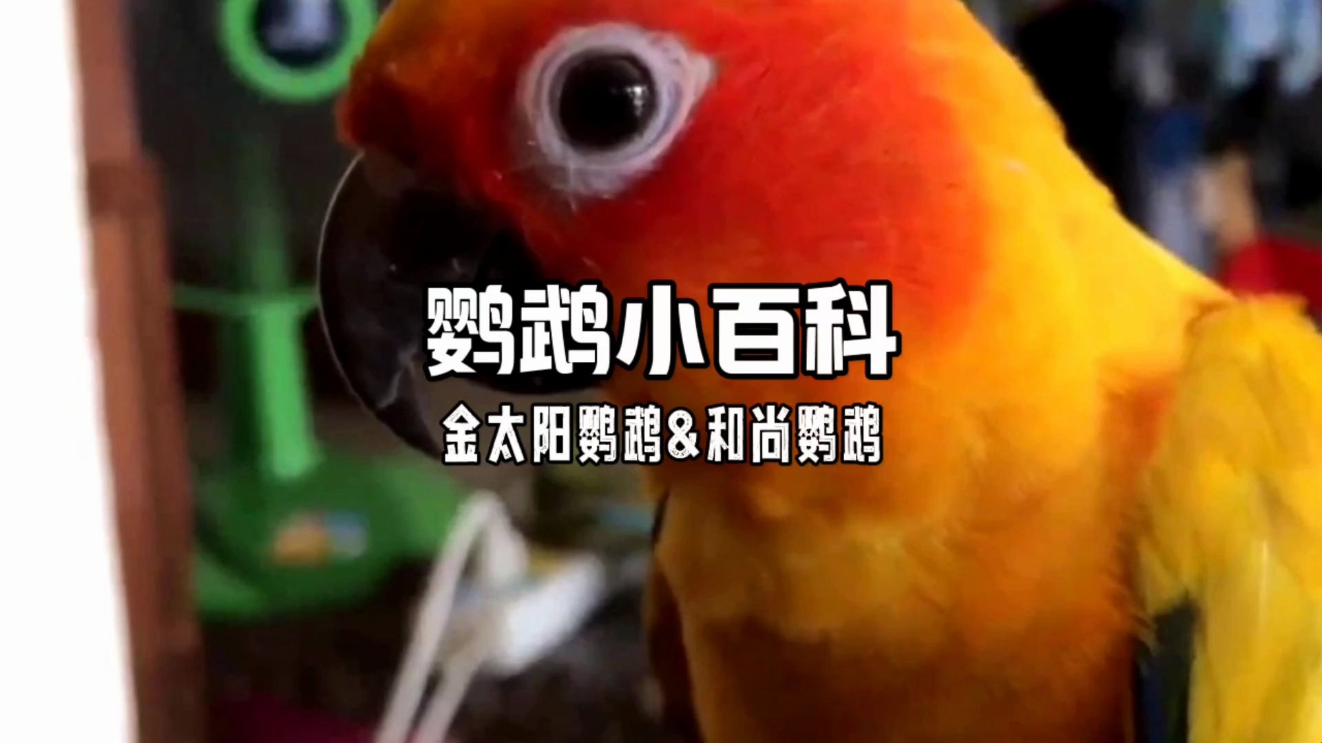 金太阳鹦鹉&和尚鹦鹉