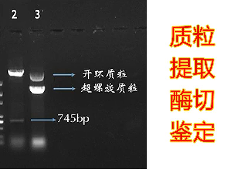 【实验】质粒DNA的提取和酶切鉴定的原理及操作方法现场实操哔哩哔哩bilibili