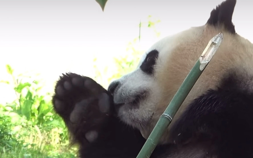 福宝用萌萌的熊掌96揉揉发痒的鼻子