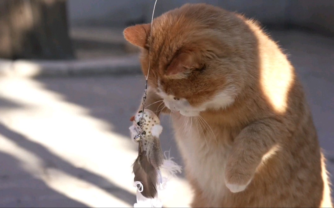 [图]故宫御猫帕帕出洞啦！