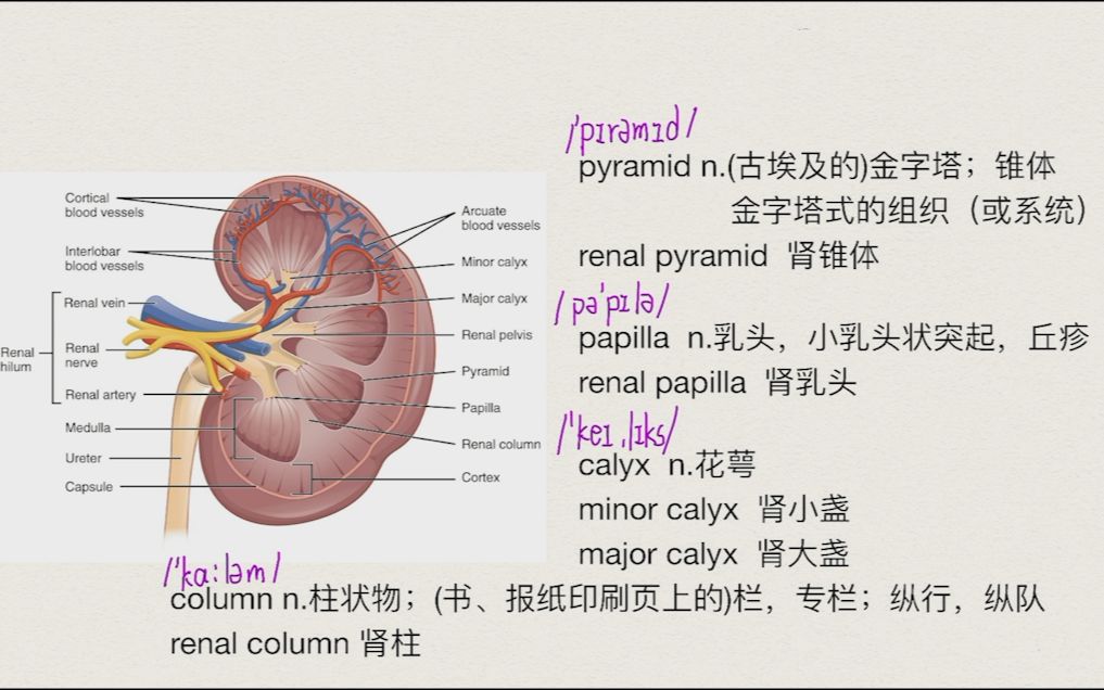 【医学英语+解剖】肾脏的结构(2)肾锥体、肾乳头、肾盏、肾柱哔哩哔哩bilibili