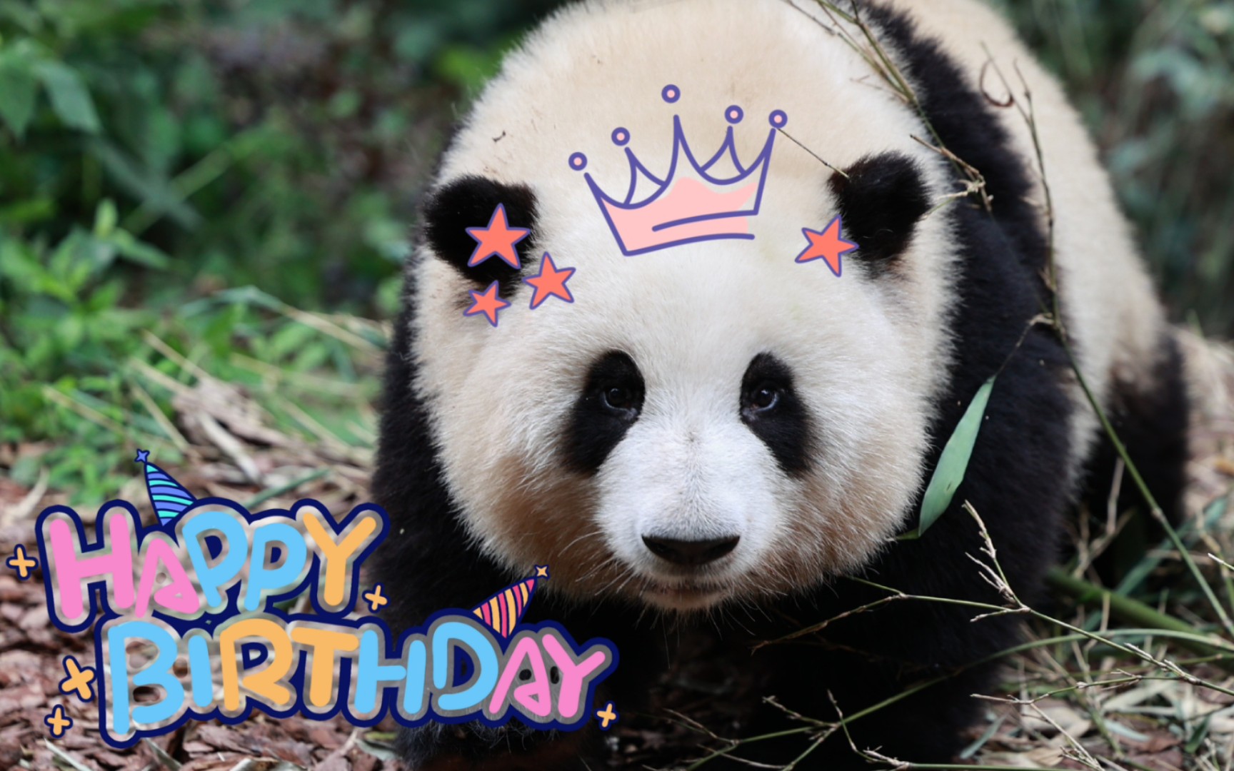 【大熊猫和花】0704两岁生日快乐!