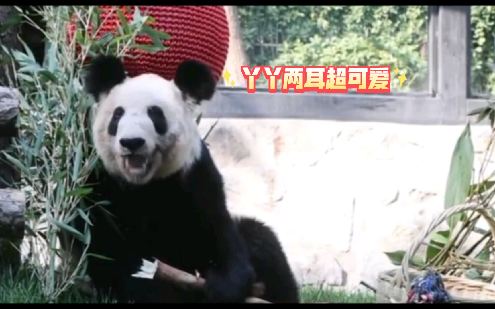 丫丫回家后变得好漂亮了,毛密体胖脸圆!开心.