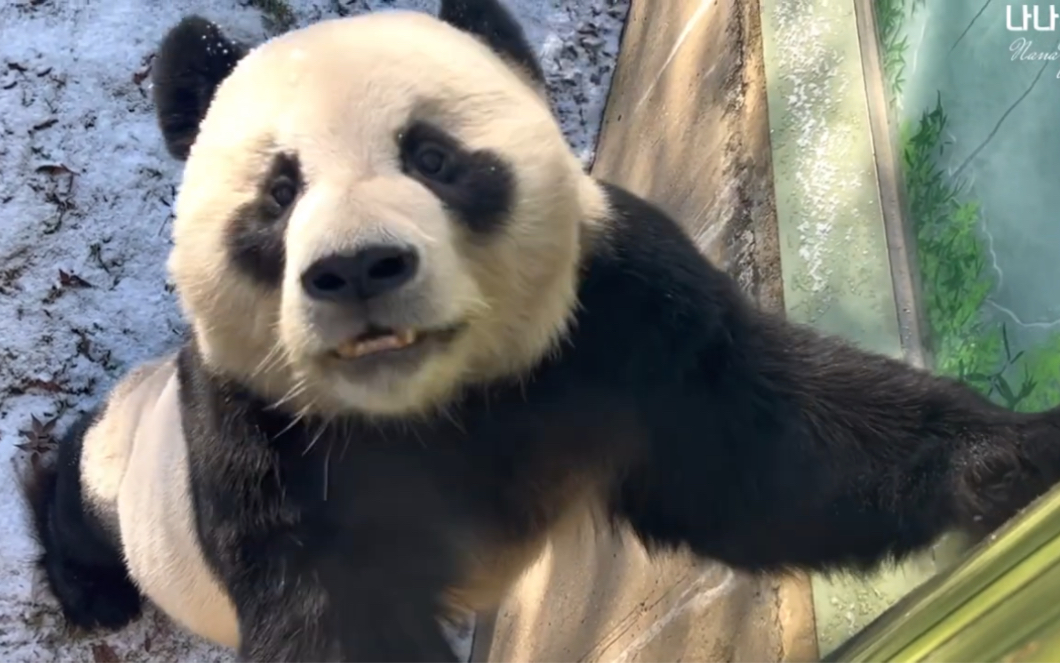 大熊猫园欣 开见面会啦 230126