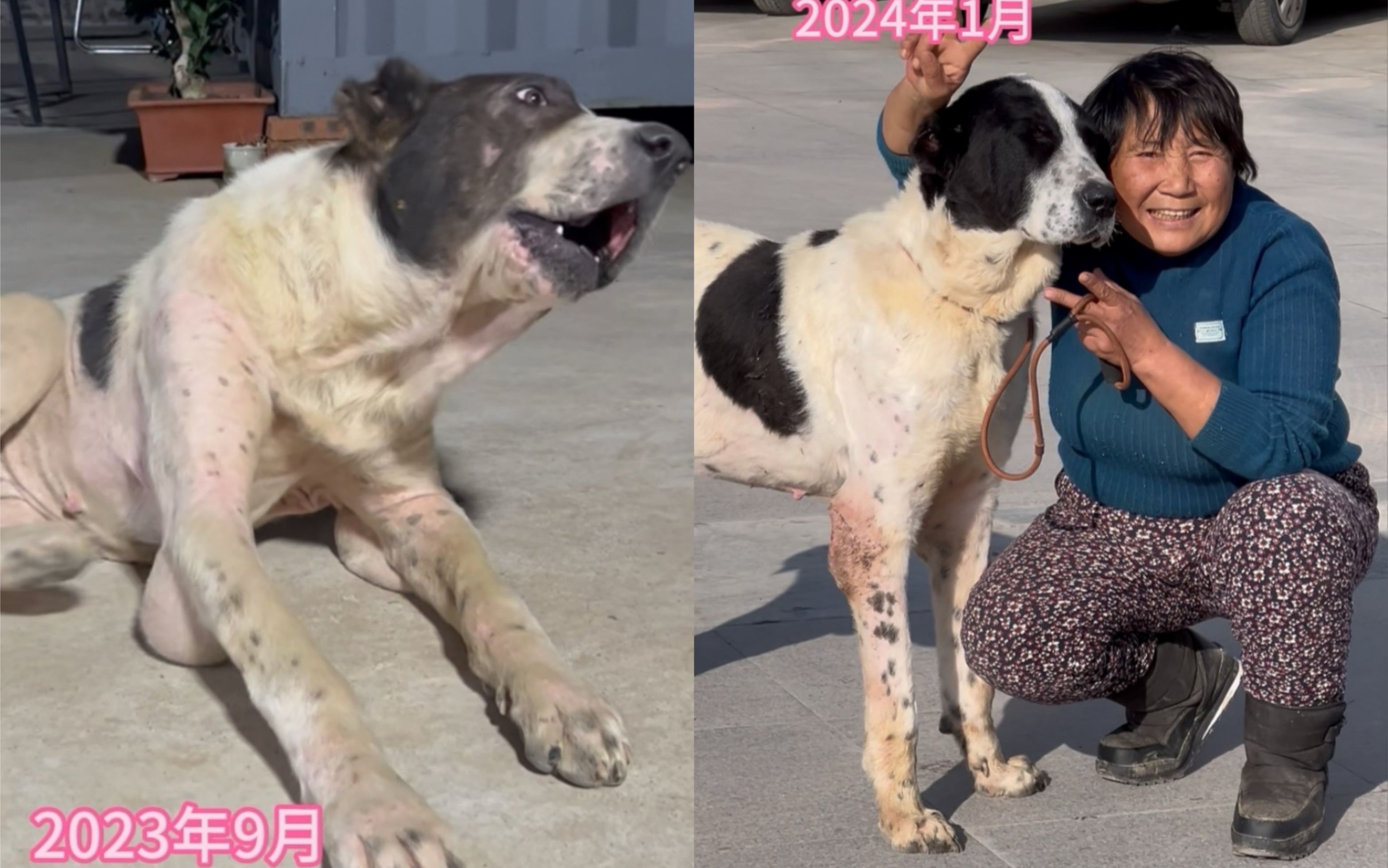 160天中亚牧羊犬憨憨重获新生