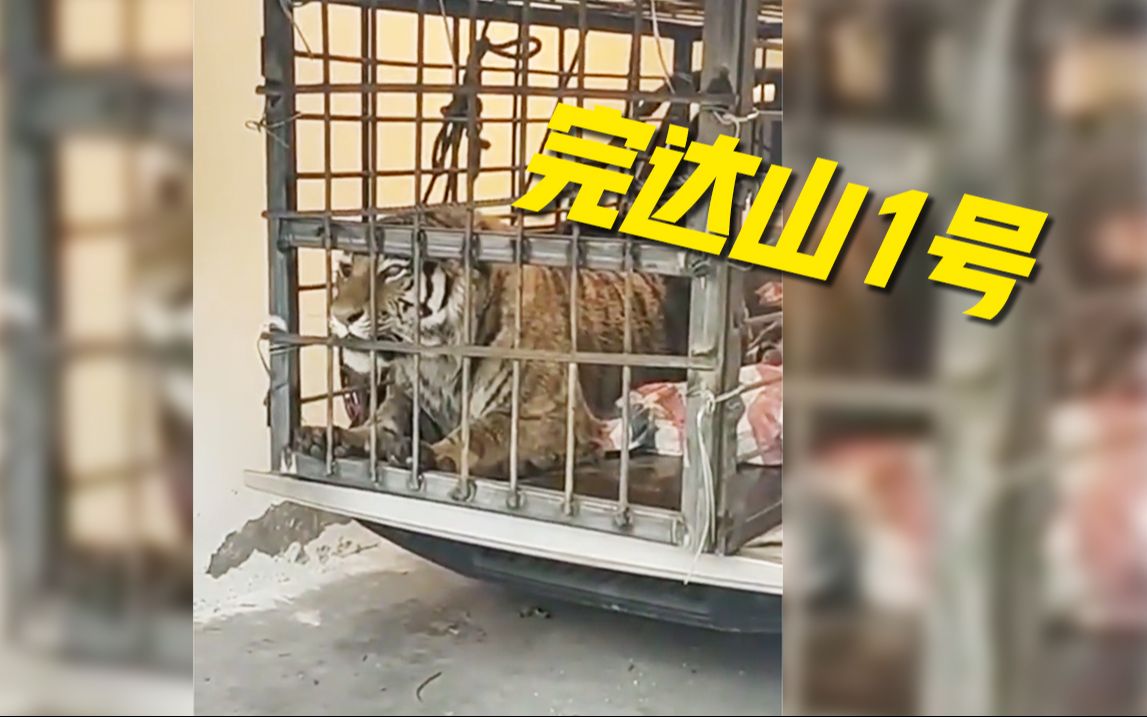 进村东北虎命名完达山1号