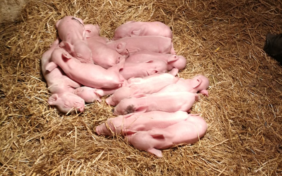 黑猪妈妈生了十五只小白猪宝宝