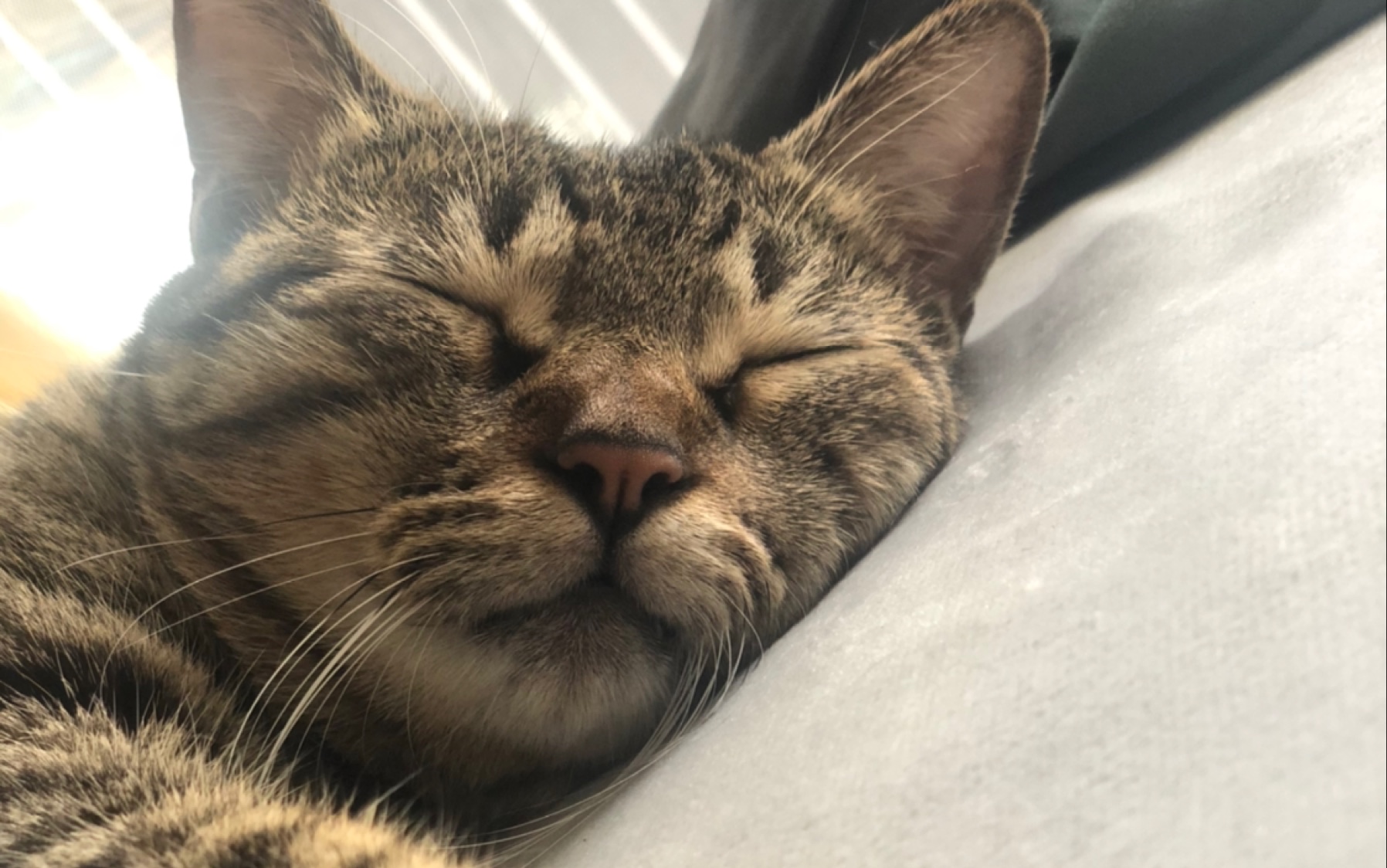 狸花猫正在睡觉觉的大腰果