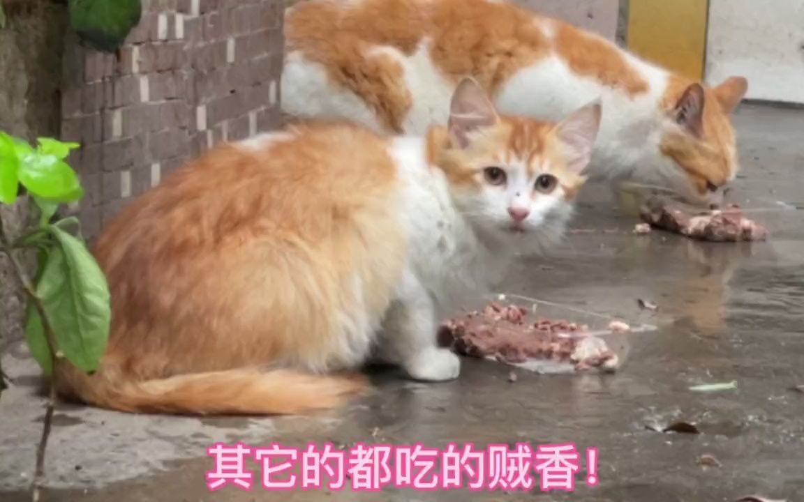 [图]暴雨停后去喂小猫，猫咪奔驰而来饿的呱呱叫，一轮狼吞虎咽太满了