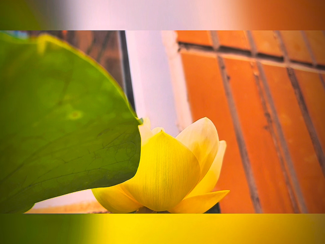 家养荷花锦鲤瓮缸#今年第一朵白荷花盛开