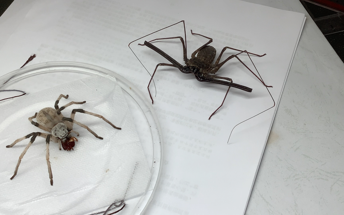 东方鬼鞭蛛会见塞巴蛛