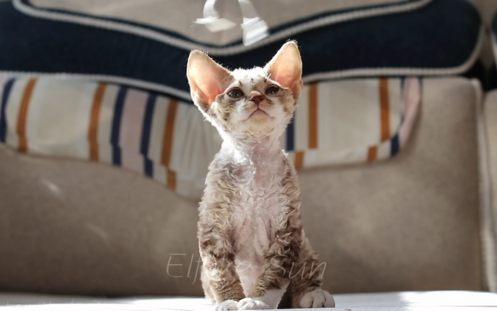 德文卷毛猫棕虎斑开脸