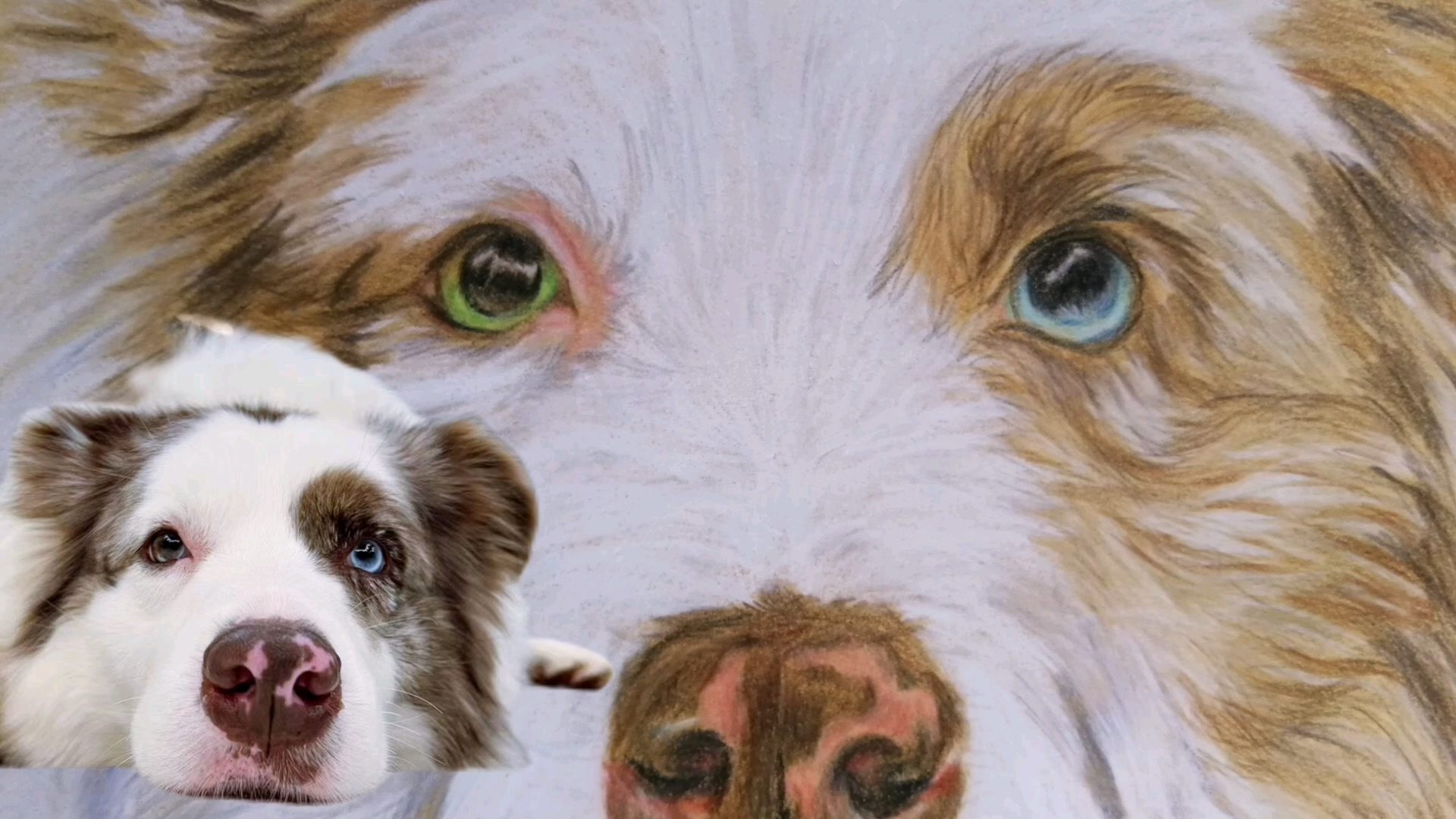 彩铅练习画 陨石色边牧彩铅