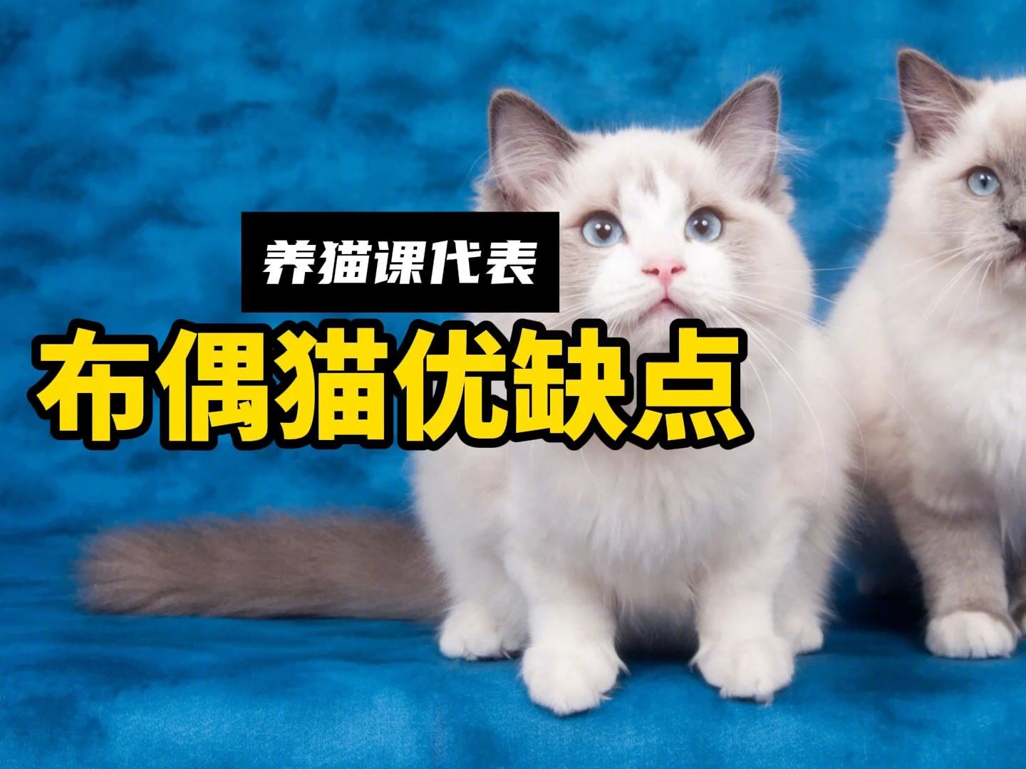 盘点布偶猫优缺点,想养的赶紧来看!哔哩哔哩bilibili