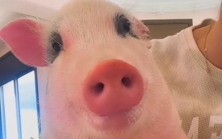 小姐姐养了只猪,长大后变得眉清目秀.