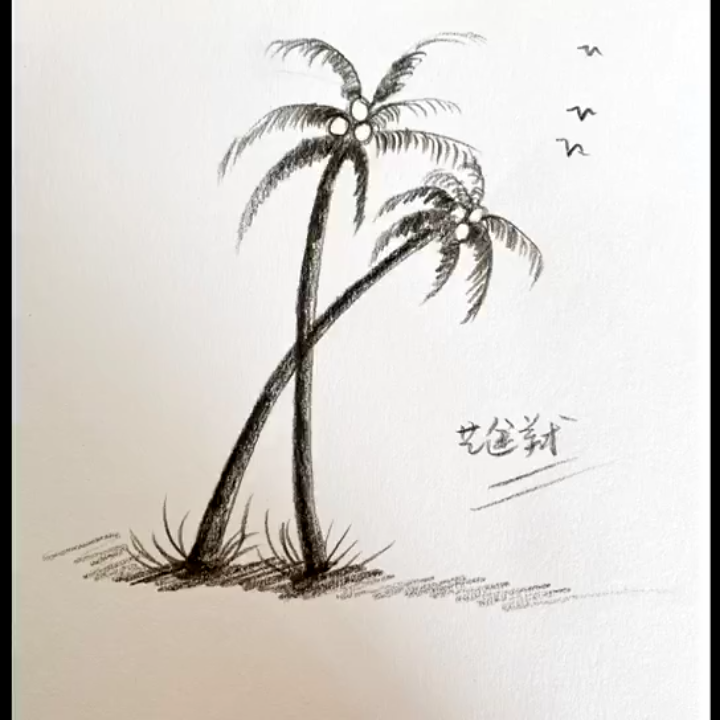 简单素描—椰子树超简单,一看就会系列