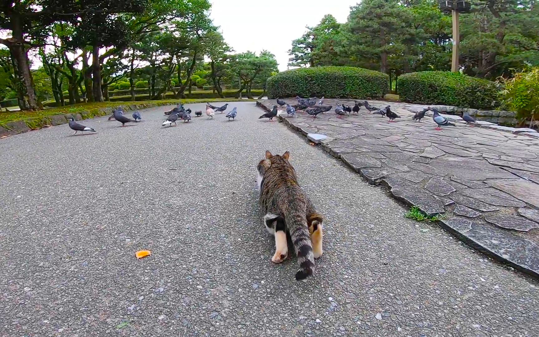 实拍猫咪捕食鸽子的全过程