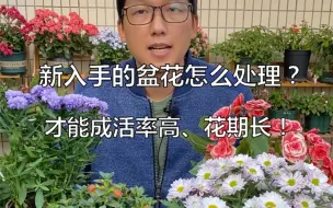 Download Video: 新买到手的花怎样处理？才能成活率高、花期长！