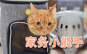 Download Video: 捡回家的流浪猫竟然会做家务