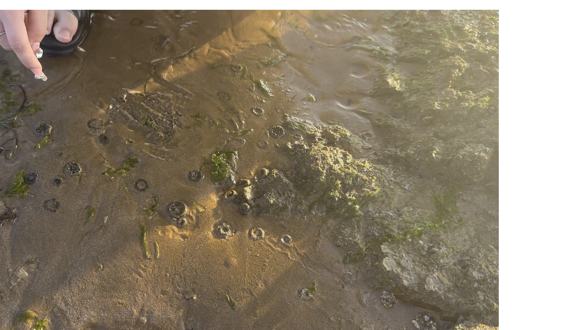 刚在大庆赶海那学完:呲水的是猫眼螺