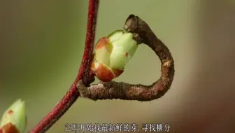 中英文字幕《美国新英格兰的神秘森林 The Mysterious Forests of Newe England》