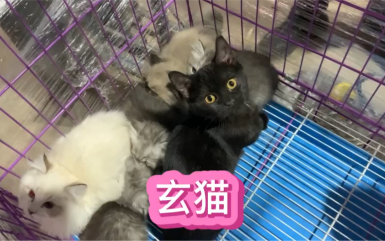 纯黑猫 又称:玄猫哔哩哔哩bilibili