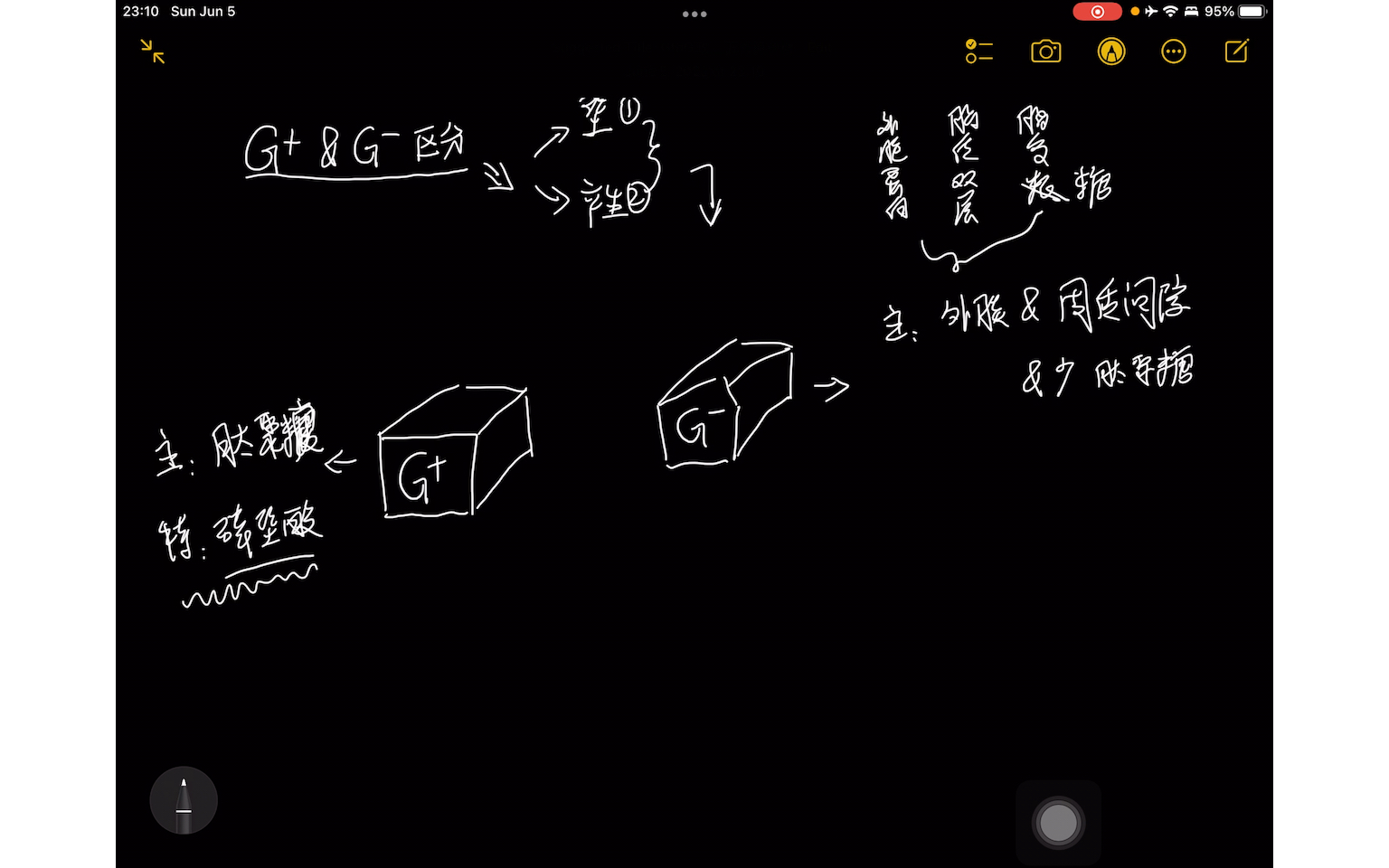 分享|快速记住革兰氏阴阳性菌区分哔哩哔哩bilibili