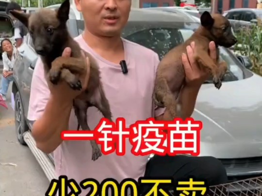 两张的马犬有喜欢这品相的吗?哔哩哔哩bilibili